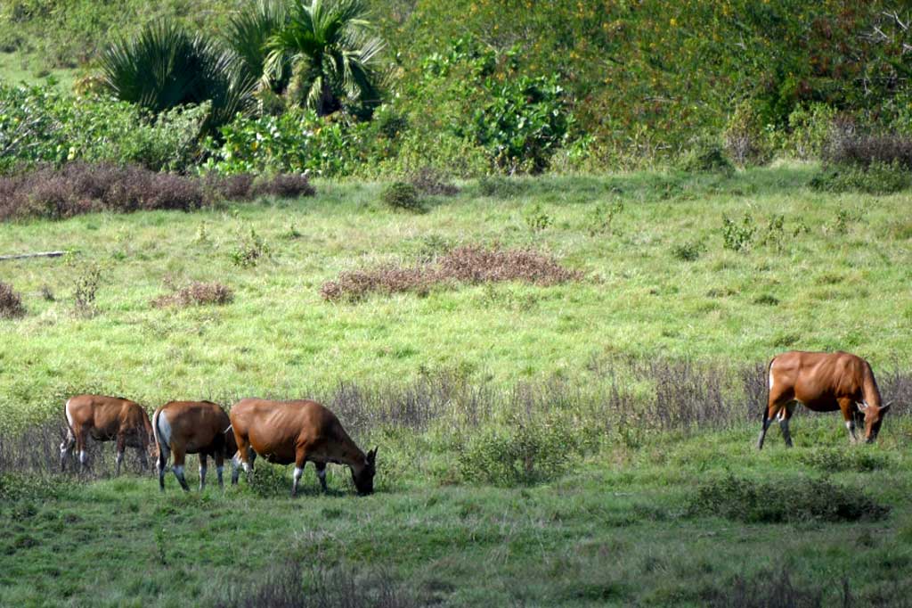 Banteng Jawa (Bos javanicus) liar tengah mencari makan di padang savana Sadengan, Taman Nasional Alas Purwo, Banyuwangi, Jawa Timur, Selasa, 31 Mei 2022.