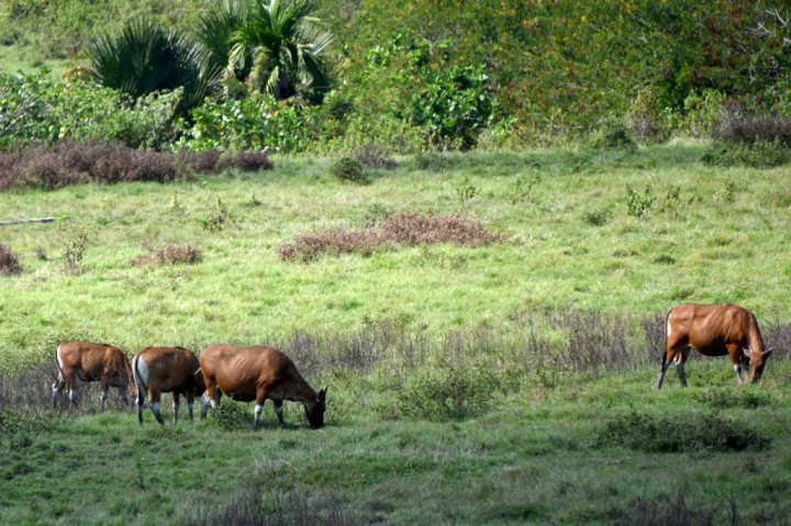 Banteng Jawa (Bos javanicus) liar tengah mencari makan di padang savana Sadengan, Taman Nasional Alas Purwo, Banyuwangi, Jawa Timur, Selasa, 31 Mei 2022.