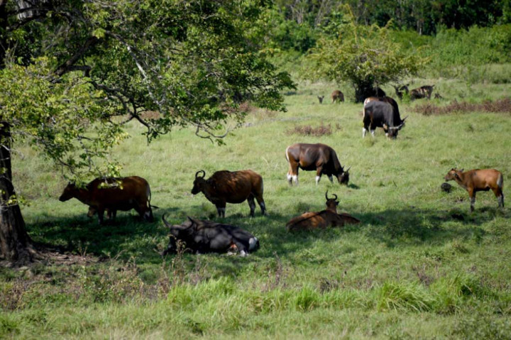 Hasil monitoring menggunakan kamera trap oleh petugas TN Baluran bekerjasama dengan Copenhagen Zoo menunjukkan ada sekitar 196 hingga 208 ekor banteng jawa, atau meningkat jika dibandingkan pada 2003 yang hanya terpantau 21 ekor.