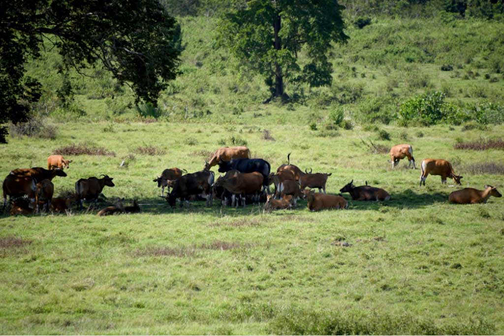 Banteng aktif pada siang dan malam hari, tetapi aktivitas malam lebih umum di daerah yang banyak dikunjungi manusia. Kawanan banteng di alam liar terdiri dari 2 hingga 40 ekor banteng dengan hanya satu pejantan.