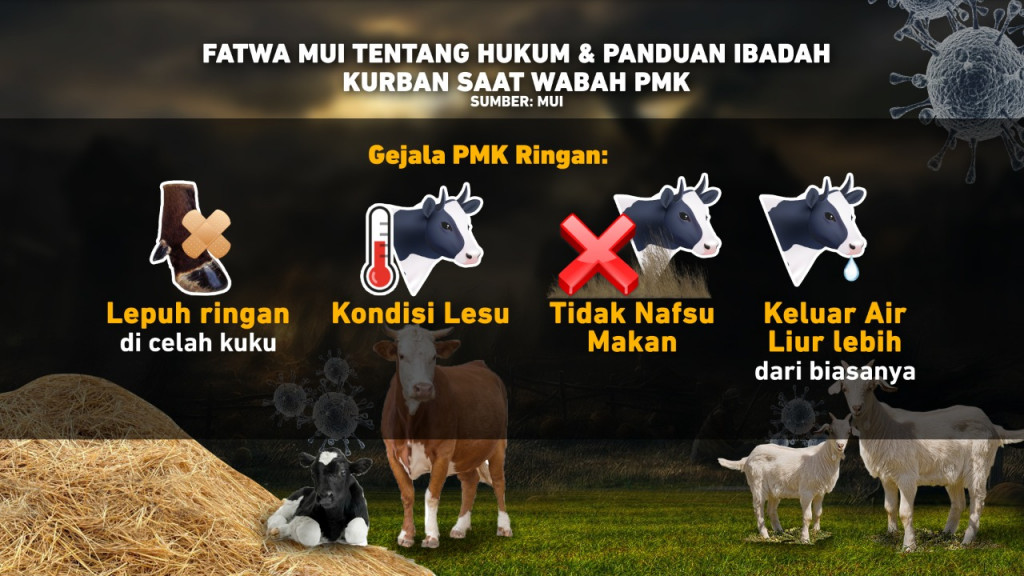 Fatwa MUI tentang Hukum dan Panduan Ibadah Kurban saat Wabah PMK