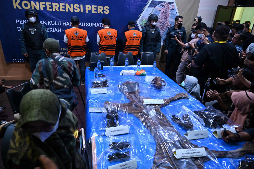 Personel Direktorat Jenderal Penegakan Hukum Lingkungan Hidup dan Kehutanan (Gakkum) Balai Pengamanan dan Penegakan Hukum Lingkungan Hidup dan Kehutanan bersama Kepolisian Polda Aceh memperlihatkan tersangka dan barang bukti kulit harimau sumatera saat gelar perkara di Mapolda Aceh, Aceh, Jumat, 3 Juni 2022.
