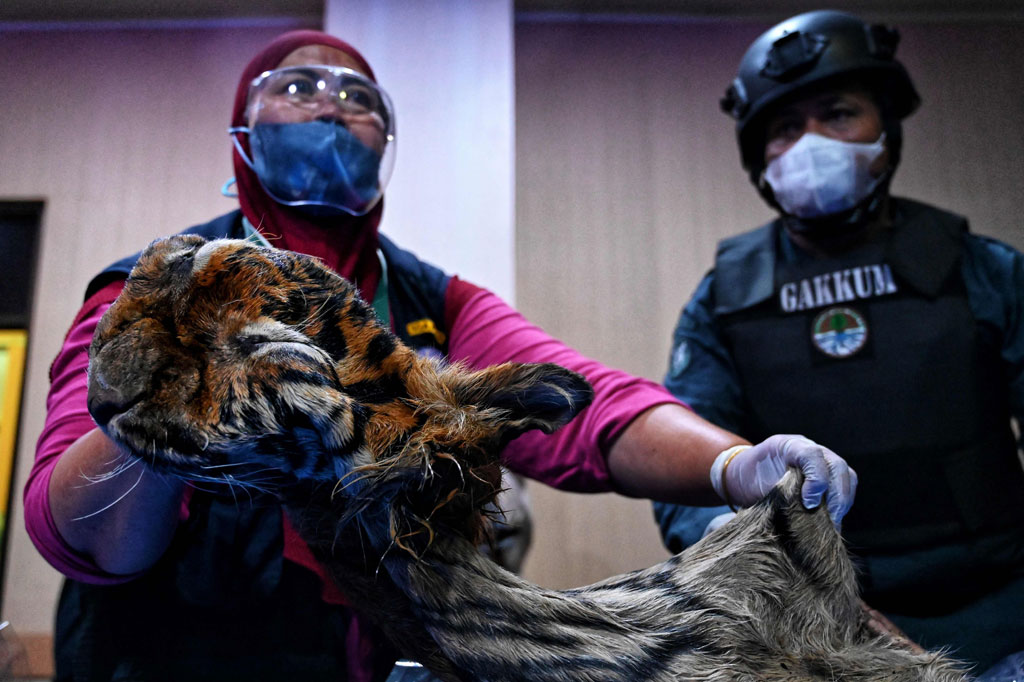 Tim Penyidik Gakkum KLHK wilayah Sumatera menetapkan tiga tersangka dengan inisial IS (48), A (41) dan S (44) dalam kasus perdagangan kulit harimau sumatera, yang berhasil diungkap saat operasi peredaran Tumbuhan dan Satwa Liar (TSL) di SPBU Pondok Baru, Kecamatan Bandar, Kabupaten Bener Meriah pada Selasa, 24 Mei 2022 lalu.