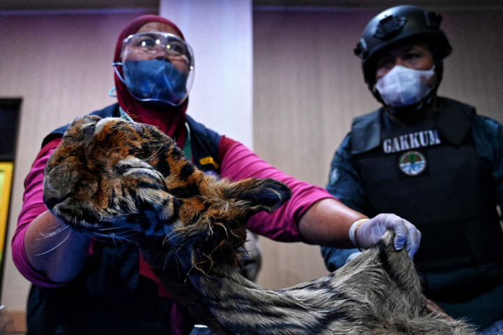 Tim Penyidik Gakkum KLHK wilayah Sumatera menetapkan tiga tersangka dengan inisial IS (48), A (41) dan S (44) dalam kasus perdagangan kulit harimau sumatera, yang berhasil diungkap saat operasi peredaran Tumbuhan dan Satwa Liar (TSL) di SPBU Pondok Baru, Kecamatan Bandar, Kabupaten Bener Meriah pada Selasa, 24 Mei 2022 lalu.
