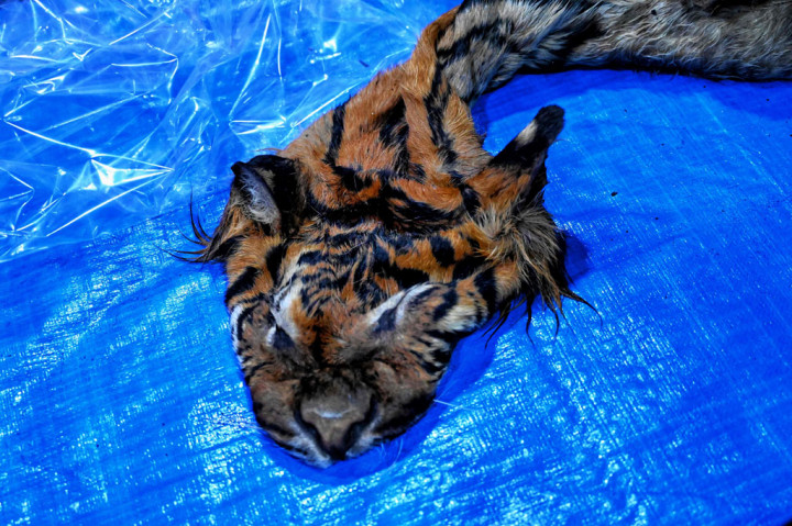 Barang bukti kulit dan tulang harimau sumatera diperlihatkan saat gelar perkara di Mapolda Aceh, Aceh, Jumat.