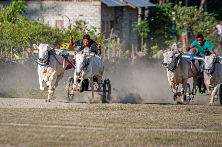 Joki memacu sapinya saat mengikuti perlombaan gerobak sapi di Desa Binangga, Marawola, Kabupaten Sigi, Sulawesi Tengah, Minggu, 5 Juni 2022. Lomba gerobak sapi sebagai bagian dari tradisi dan ungkapan rasa syukur masyarakat desa setempat seusai masa panen padi. 