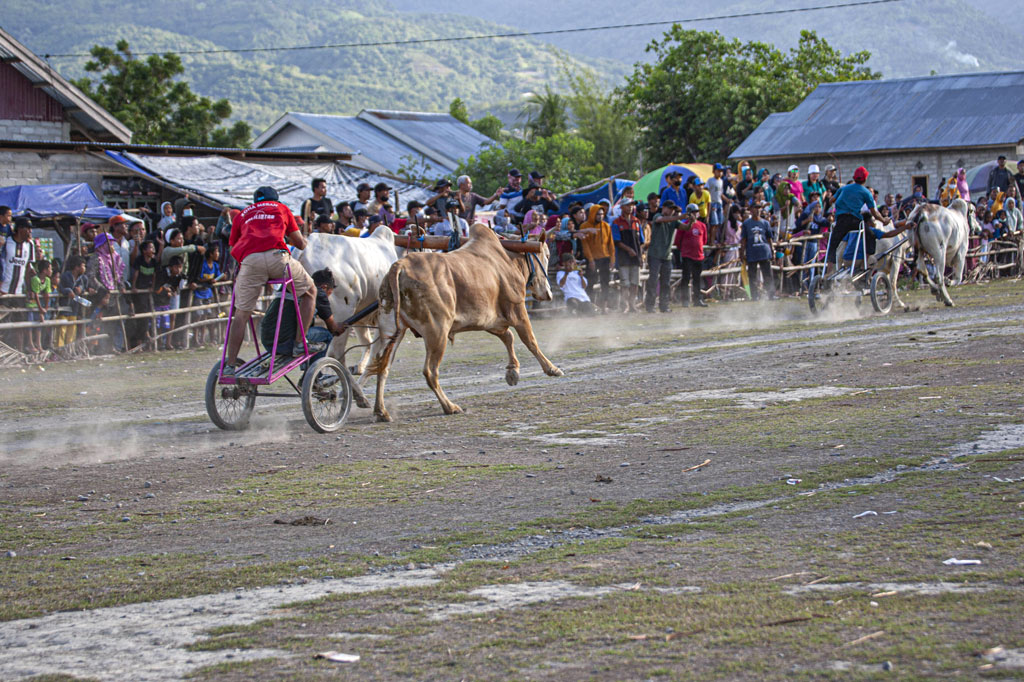 Sementara di sisi kiri-kanan arena pacu teriakan ratusan warga mewarnai lomba tersebut. Mereka tidak berhenti bersorak, sampai ada pasangan sapi yang keluar sebagai pemenang.