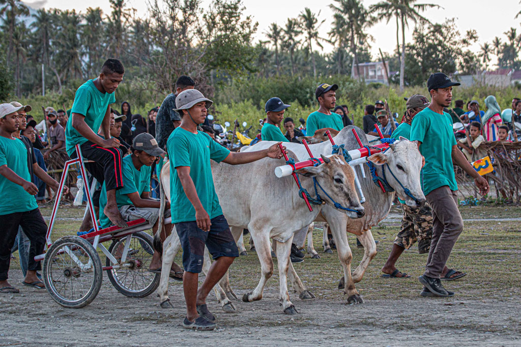 Muhtar menegaskan peserta yang ikut dalam perlombaan mayoritas warga Sigi yang bekerja sebagai petani dan peternak sapi. Ada 20 pasang sapi yang mengikuti perlombaan kali ini.