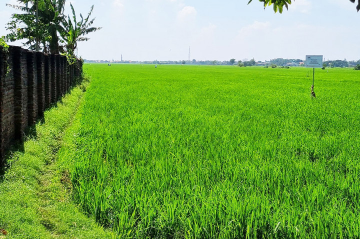 Berikutnya, satu bidang tanah yang berada di Kelurahan/Desa Klampokan Kecamatan Besuk Kabupaten Probolinggo, satu bidang tanah di Kelurahan/Desa Kedungcaluk Kecamatan Krejengan Kabupaten Probolinggo, satu bidang tanah yang berada di Desa Kedungcaluk Kecamatan Krejengan Kabupaten Probolinggo, dan satu bidang tanah yang berada di Kelurahan/Desa Kedungcaluk Kecamatan Krejengan Kabupaten Probolinggo.