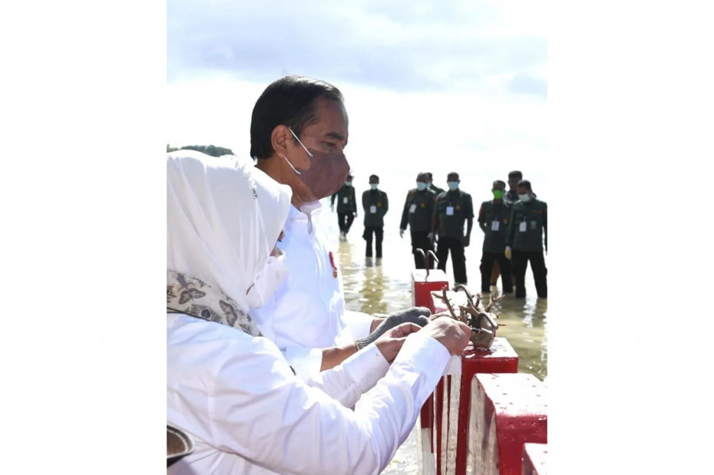 Selain melepas tukik, Presiden Jokowi dan Iriana juga melakukan transplantasi terumbu karang.