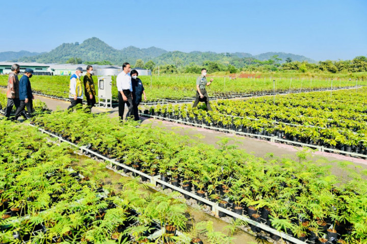 Sedangkan terkait rehabilitasi lahan mangrove, Presiden Jokowi juga sudah memerintahkan agar hingga akhir 2024 paling tidak ada 600 ribu hektare lahan mangrove sudah direhabilitasi.