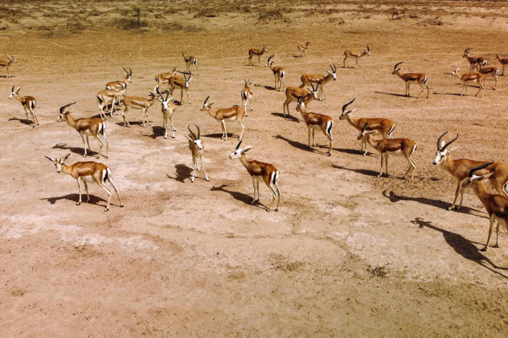 Dalam waktu kurang dari satu bulan, populasi kijang bertanduk ramping di cagar alam Sawa di Gurun Samawa, Irak selatan telah merosot dari 148 menjadi 87.