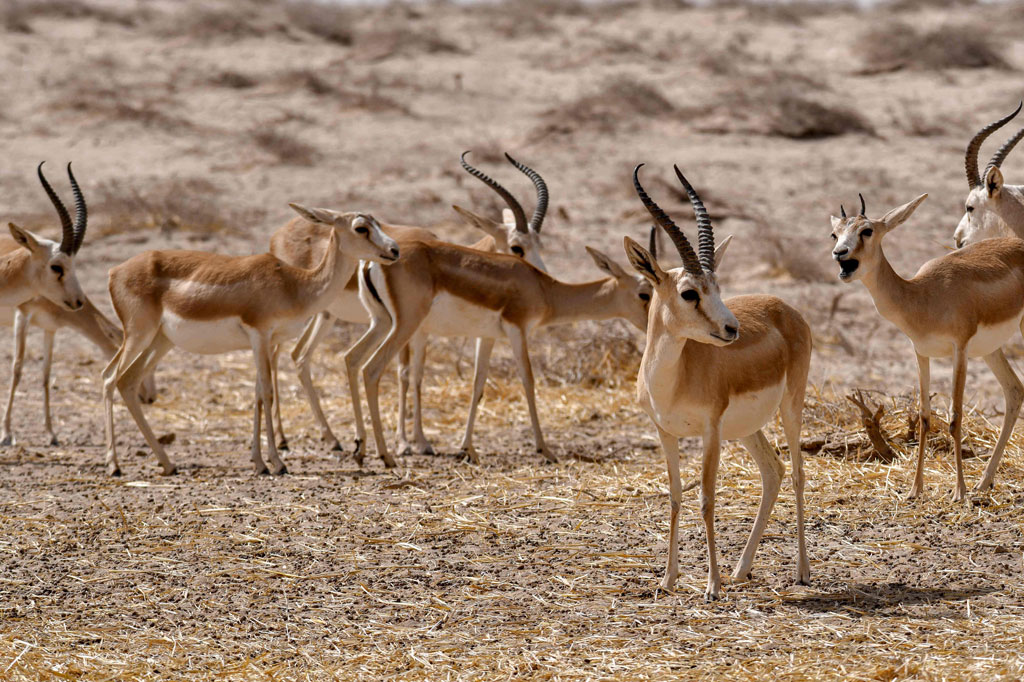 Kurangnya dana berbarengan dengan kurangnya hujan telah membuat mereka kekurangan makanan, karena kekeringan di negara itu membuat danau mengering dan menyebabkan penurunan hasil panen.