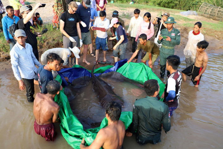 Foto dari Wonders of the Mekong menunjukkan ikan pari air tawar raksasa yang ditangkap dan dilepaskan di Sungai Mekong di Provinsi Stung Treng, Kamboja.