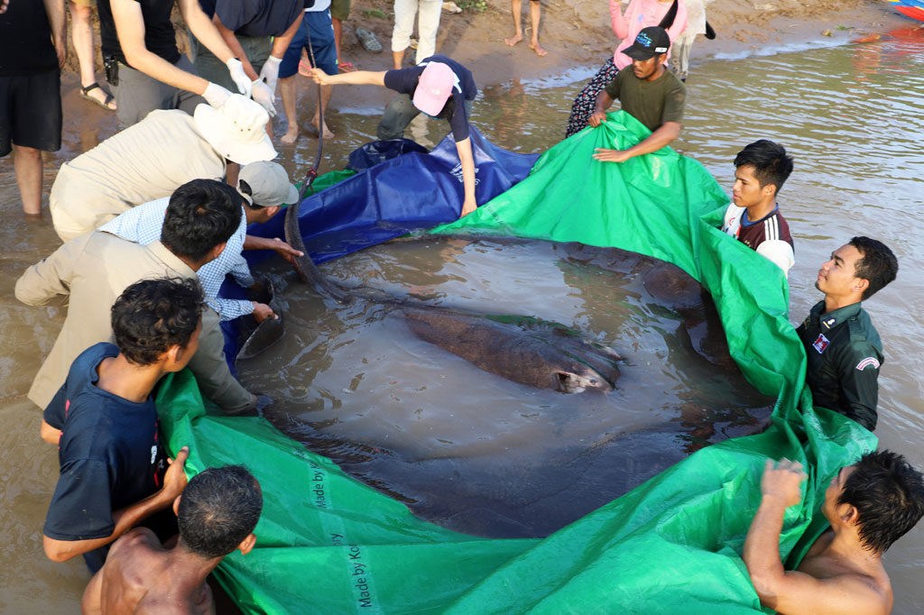 Seorang nelayan di sungai Mekong di Kamboja telah menangkap ikan air tawar terbesar yang pernah tercatat, kata para ilmuwan pada 20 Juni, yaitu seekor ikan pari seberat 300 kilogram.