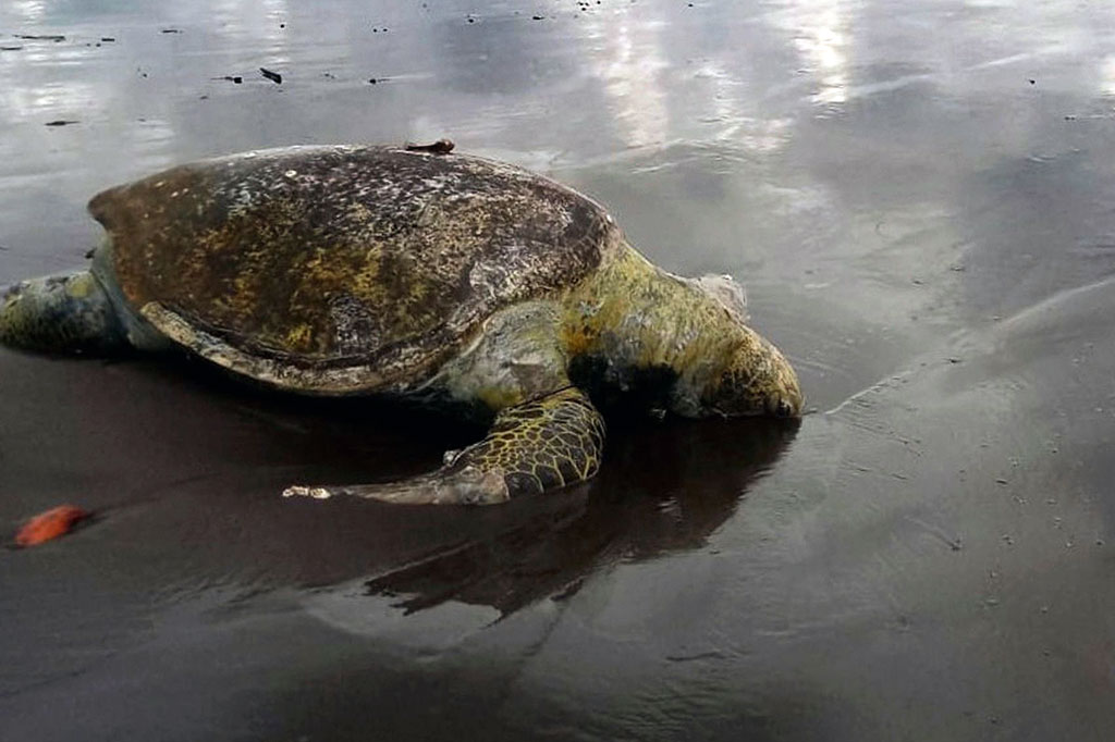 Para pejabat di badan tersebut percaya kematian itu mungkin disebabkan oleh hujan lebat dalam beberapa hari terakhir, yang bisa membawa beberapa bahan beracun dari daratan ke laut. Penyelidik juga mencari tahu apakah industri perikanan yang dikembangkan di lepas pantai dapat memainkan peran.