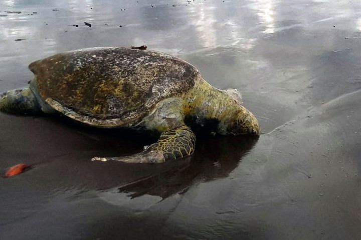 Para pejabat di badan tersebut percaya kematian itu mungkin disebabkan oleh hujan lebat dalam beberapa hari terakhir, yang bisa membawa beberapa bahan beracun dari daratan ke laut. Penyelidik juga mencari tahu apakah industri perikanan yang dikembangkan di lepas pantai dapat memainkan peran.