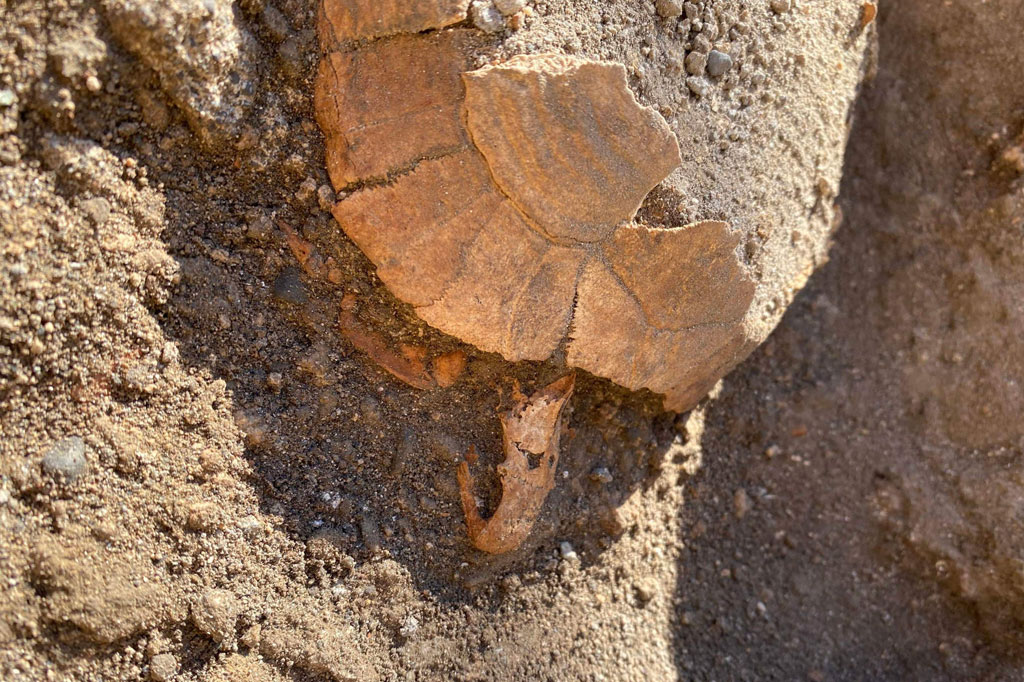 Testudo hermanni yang sedang bunting tampaknya telah terkubur di reruntuhan toko yang tidak digunakan sebagai tempat yang aman untuk bertelur. Kura-kura tersebut kemudian mati dengan telurnya masih ada di dalam perutnya.