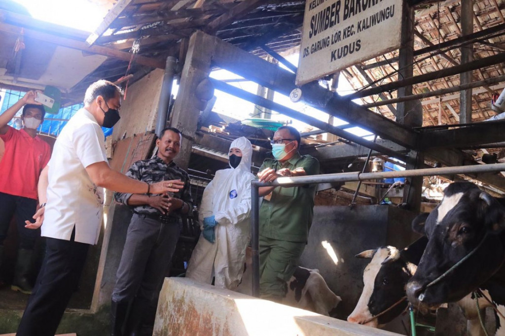 Antisipasi penyebaran Penyakit Mulut dan Kuku (PMK) terhadap hewan ternak di Kabupaten Kudus terus digalakkan. Pada Kamis, 30 Juni 2022, Bupati Kudus Hartopo memulai vaksinasi sapi di kandang sapi perah Sumber Barokah Desa Garung Lor, Kecamatan Kaliwungu, Kudus.