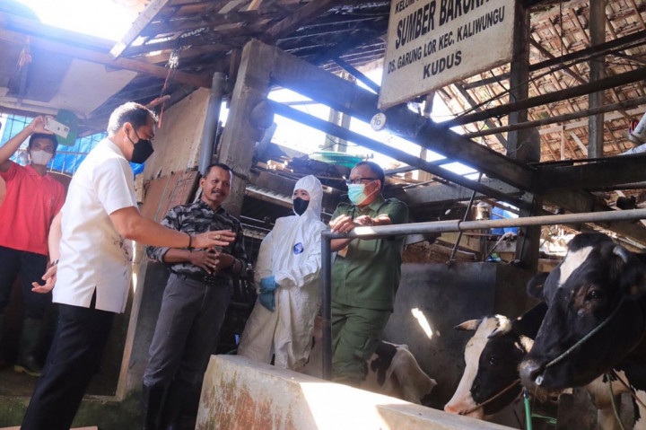 Antisipasi penyebaran Penyakit Mulut dan Kuku (PMK) terhadap hewan ternak di Kabupaten Kudus terus digalakkan. Pada Kamis, 30 Juni 2022, Bupati Kudus Hartopo memulai vaksinasi sapi di kandang sapi perah Sumber Barokah Desa Garung Lor, Kecamatan Kaliwungu, Kudus.