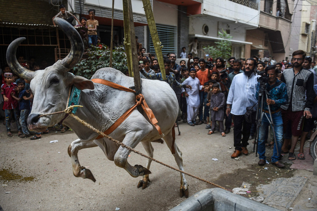 Warga beramai-ramai menyaksikan sapi-sapi gemuk diturunkan dengan crane yang dipelihara di atap gedung.