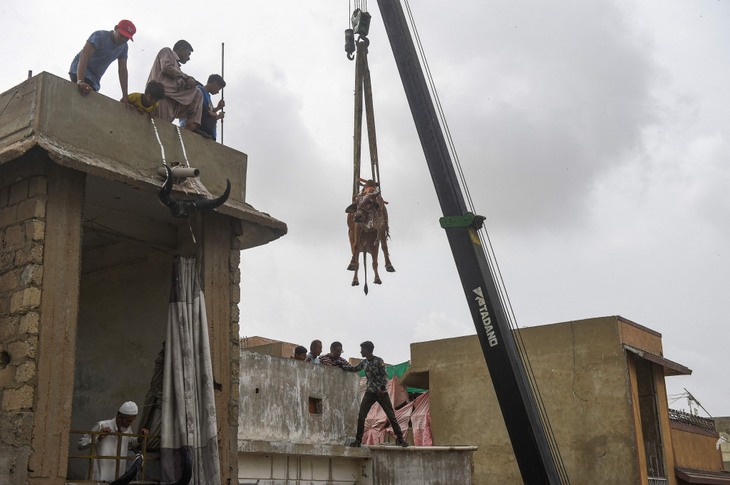 Kandang sapi tersebut berada di atap gedung bertingkat. Ketika hendak dijual untuk kurban, dibutuhkan alat berat untuk menurunkan sapi-sapi itu.
