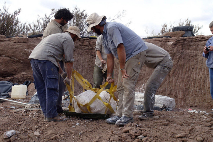 Petugas mengangkat jaket plester dinosaurus baru Meraxes gigas, di Las Campanas Canyon, 25kms barat daya Villa El Chocon, Provinsi Neuquen, Argentina, pada 17 Maret 2014.