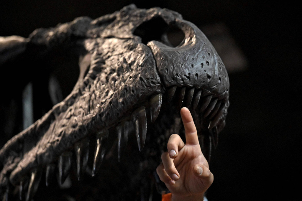 Meraxes gigas - dinamai naga fiksi dalam seri buku Game of Thrones - digali selama empat tahun pada ekspedisi lapangan di wilayah Patagonia utara Argentina, dimulai dengan tengkorak yang ditemukan pada 2012.