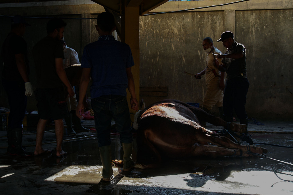 Sebanyak empat sapi sudah didistribusikan ke panti asuhan dan yayasan yatim piatu.