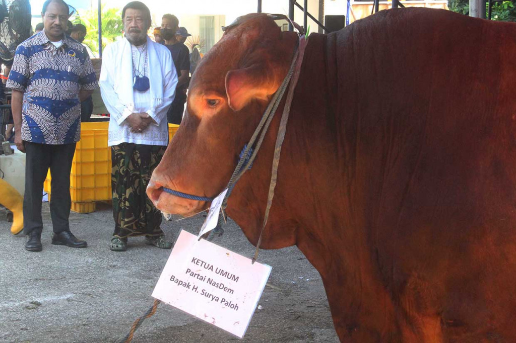 Gubenur Akademi Bela Negara (ABN) Partai NasDem IGK Manila (kedua dari kiri) melihat sapi dari Ketua Umum Partai NasDem Surya Paloh sebelum diserahkan kepada panitia pada pelaksanan kegiatan Pambagian Hewan Qurban dan Penyembelihan Hewan Qurban di Balai Pendidikan ABN Partai NasDem, Jakarta,, Minggu, 10 Juli 2022.