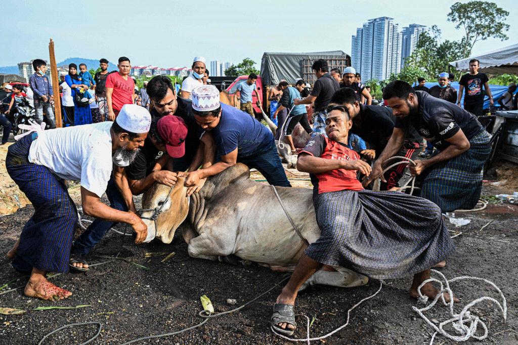Pengungsi Rohingya yang tinggal di Malaysia mengontrol seekor sapi sebelum menyembelihnya selama festival Iduladha di Kuala Lumpur pada 10 Juli 2022. AFP Photo/Mohd Rasfan