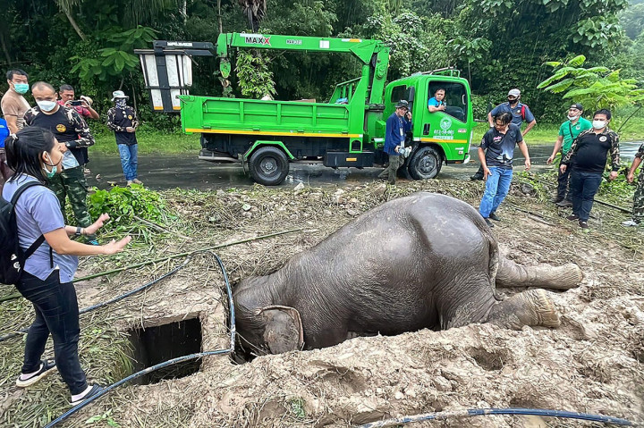 Seekor gajah dan bayinya secara dramatis diselamatkan dari lubang saluran air di Thailand tengah. Sang induk sempat dibius untuk memudahkan operasi penyelamatan.