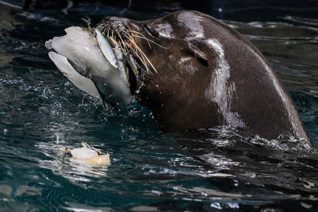 Para Hewan di Kebun Binatang Rima Makan Es Loli di Tengah Suhu Ekstrem