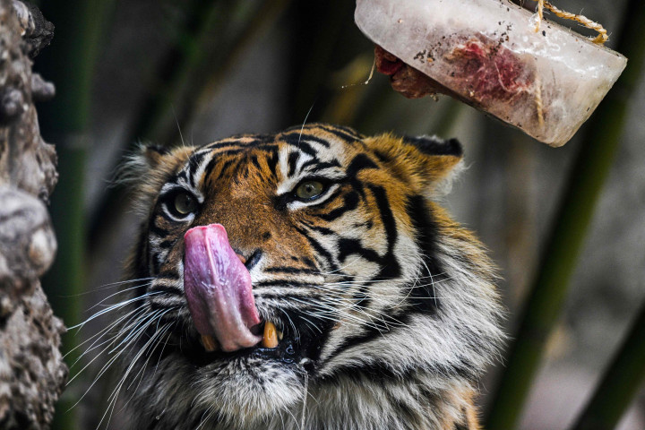 Penjaga kebun binatang di Bioparco, Roma, sering memberi hewan es loli atau es balok dengan buah atau daging di dalamnya pada hari-hari musim panas.