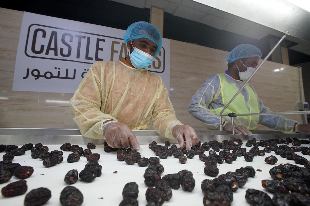 Pekerja melakukan pensortiran kurma-kurma berjenis Ajwa yang dipetik di perkebunan kurma milik Castle Farms di kawasan Madesah, Madinah, Arab Saudi, Minggu, 24 Juli 2022.