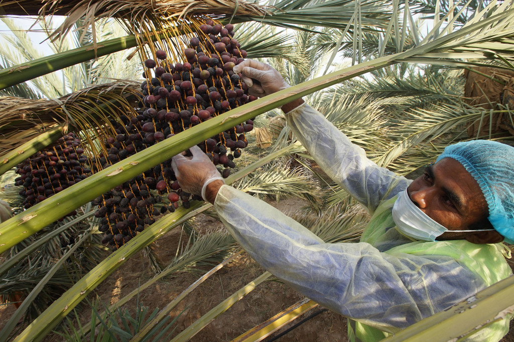Erfan, memetik kurma-kurma berjenis Ajwa di perkebunan kurma milik Castle Farms di kawasan Madesah, Madinah, Arab Saudi, Minggu, 24 Juli 2022.