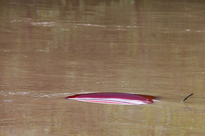 Beshear mengatakan bahwa responden telah menyelamatkan sekitar 20 dan 30 orang melalui udara. Sebelumnya, dia menggambarkan orang-orang yang berdiri di atas atap atau memanjat pohon untuk menghindari banjir sambil menunggu penyelamatan.