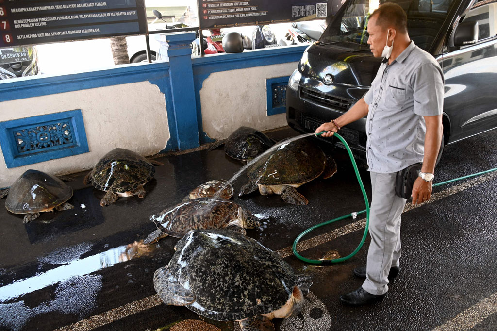 Polisi menyiram penyu hijau (Chelonia mydas) saat konferensi pers terkait penggagalan upaya penyelundupan penyu di kawasan Benoa, Denpasar, Bali, Jumat, 29 Juli 2022.