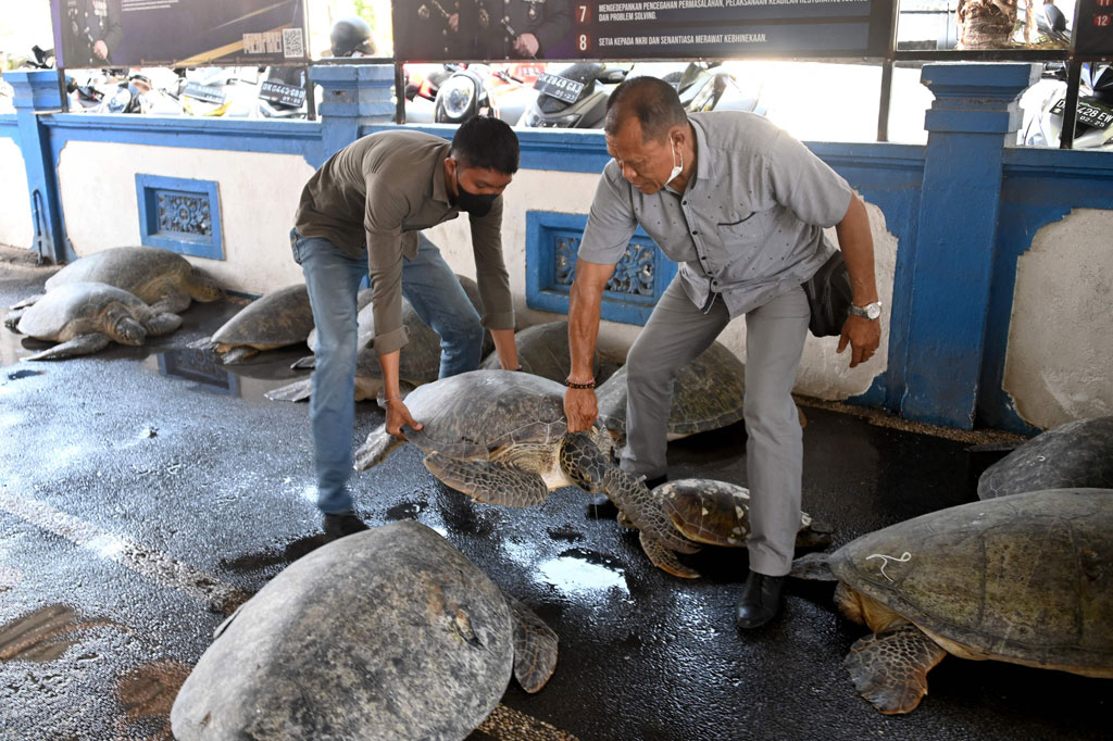 Dua penyelundup telah ditetapkan sebagai tersangka karena melanggar Pasal 40 ayat (2) juncto Pasal 21 ayat (2) huruf a Undang-Undang Nomor 5 Tahun 1990 tentang Konservasi Sumber Daya Alam Hayati dan Ekosistemnya juncto Peraturan Pemerintah (PP) RI No. 7/1999 juncto Peraturan Menteri Lingkungan Hidup dan Kehutanan Republik Indonesia No: P.20/MENLHK/SETJEN/KUM.1/6/2018 tentang Jenis Tumbuhan dan Satwa yang Dilindungi juncto Pasal 55 KUHP. 