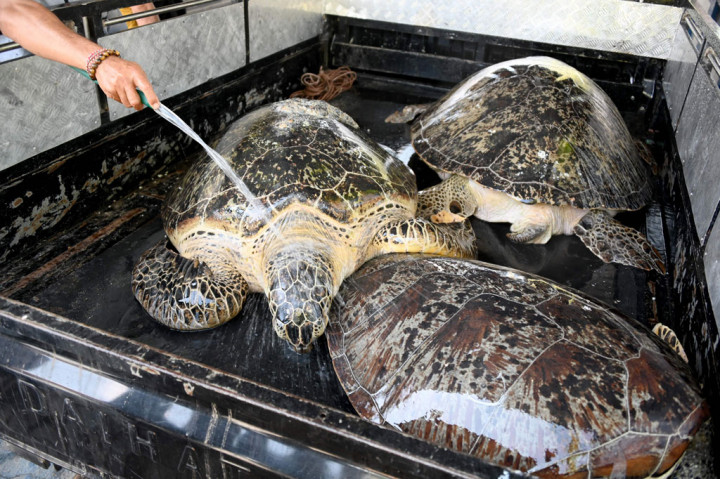 Sementara itu, terkait kondisi penyu, kepolisian telah berkoordinasi dengan Balai Konservasi Sumber Daya Alam (BKSDA) Bali untuk pemeriksaan beserta pemulihannya sampai tahap pelepasliaran ke laut.