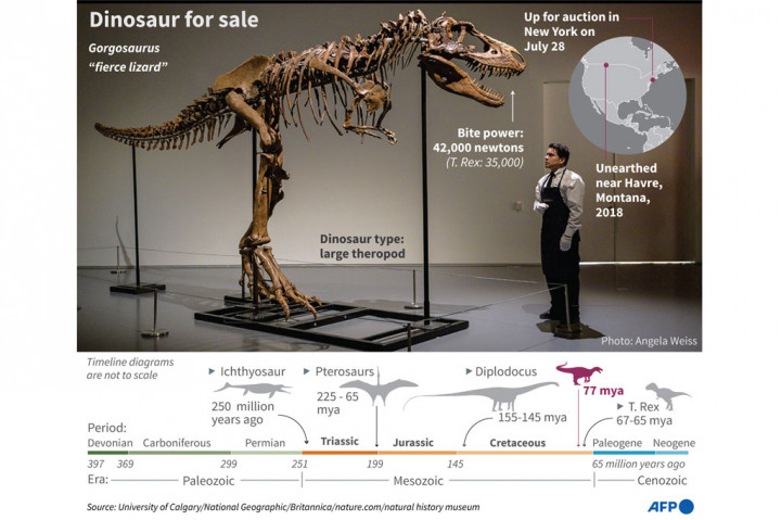 Kerangka dinosaurus Gorgosaurus pertama yang dilelang terjual seharga USD6,1 juta (sekitar Rp90 miliar) pada lelang di New York, Kamis, 28 Juli 2022 waktu setempat.