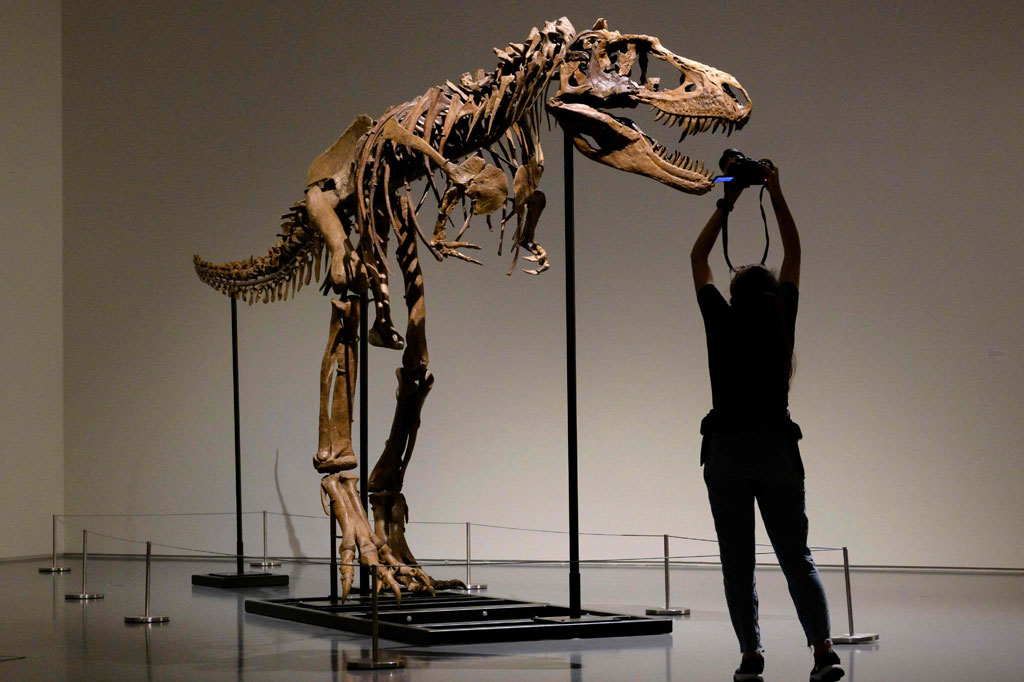 Gorgosaurus menjelajahi bumi sekitar 77 juta tahun yang lalu. Individu dewasa beratnya bisa mencapai sekitar dua ton, sedikit lebih ringan dari kerabatnya yang lebih terkenal, Tyrannosaurus rex.