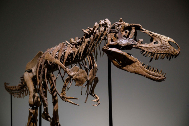 Ahli paleontologi mengatakan dinosaurus itu lebih ganas dan lebih cepat daripada T-Rex, dengan gigitan yang lebih kuat sekitar 42.000 newton dibandingkan dengan 35.000.