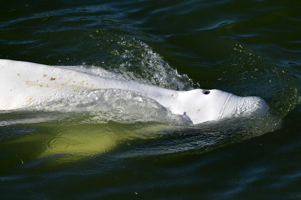 Seekor paus beluga terdampar di Sungai Seine, Prancis, jauh dari perairan Arktik yang dingin dan sesuai habitat. Beluga tersebut pertama kalinya terlihat pada 2 Agustus lalu, dan hanya sedikit harapan untuk menyelamatkannya karena terlihat enggan saat ditawari makanan.