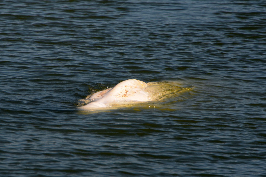 Paus itu telah terdampar jauh dari habitat aslinya, berenang 160 km ke bagian atas Seine, melewati pelabuhan Rouen dan menuju ibu kota Prancis. Tanda-tanda mulai terlihat di kulitnya, kemungkinan adalah tanda kesehatan yang menurun.