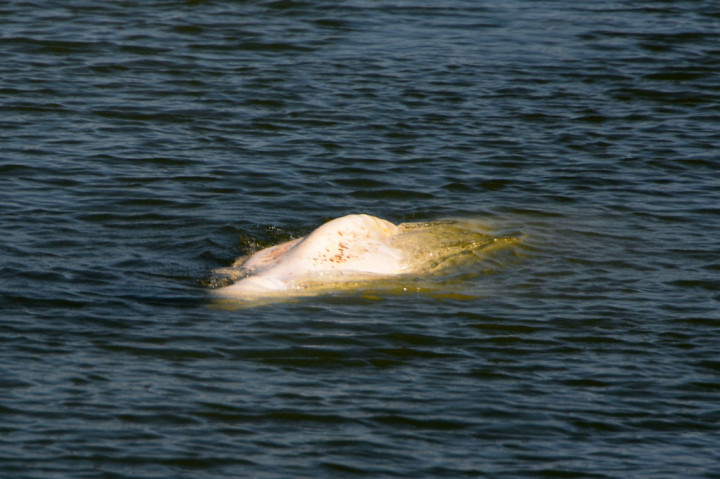 Paus itu telah terdampar jauh dari habitat aslinya, berenang 160 km ke bagian atas Seine, melewati pelabuhan Rouen dan menuju ibu kota Prancis. Tanda-tanda mulai terlihat di kulitnya, kemungkinan adalah tanda kesehatan yang menurun.