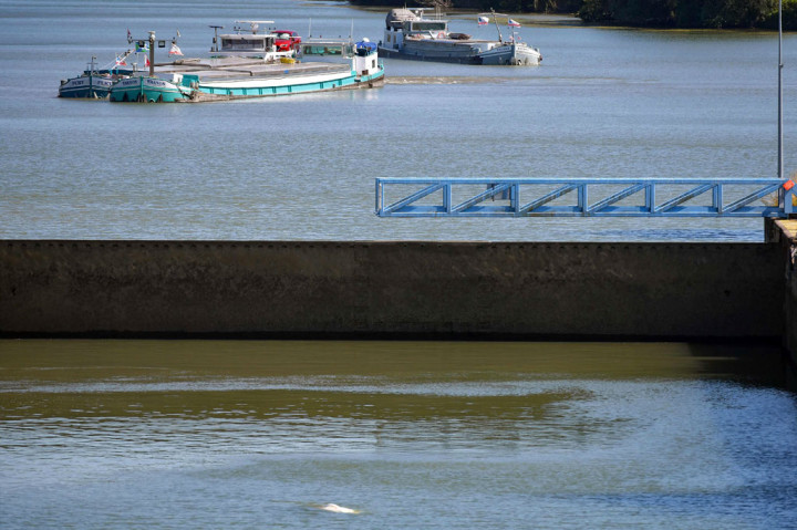 Paus beluga biasanya hidup di lautan Arktika dan sub-Arktika, meskipun mereka diketahui kadang-kadang menjelajah ke perairan yang lebih selatan dan dapat bertahan hidup sebentar di air tawar.