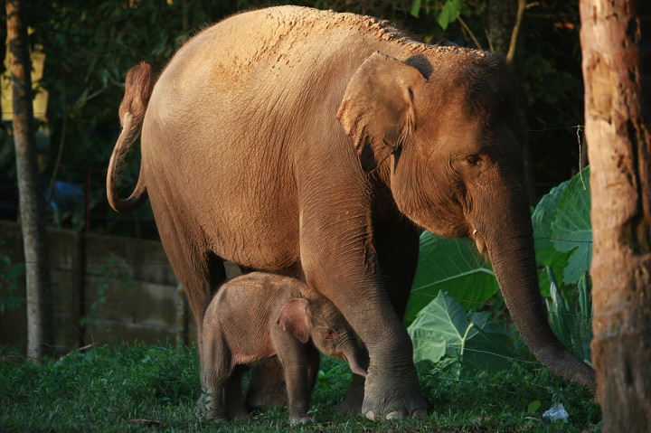 Kelahiran gajah ini menjadi bukti keberhasilan upaya pelestarian satwa liar di lembaga konservasi. Sebelumnya, Gajah Mega yang merupakan indukan gajah betina telah menghuni lembaga konservasi tersebut selama enam tahun. Upaya perkawinan indukan gajah betina dengan gajah jantan itu akhirnya membuahkan hasil.