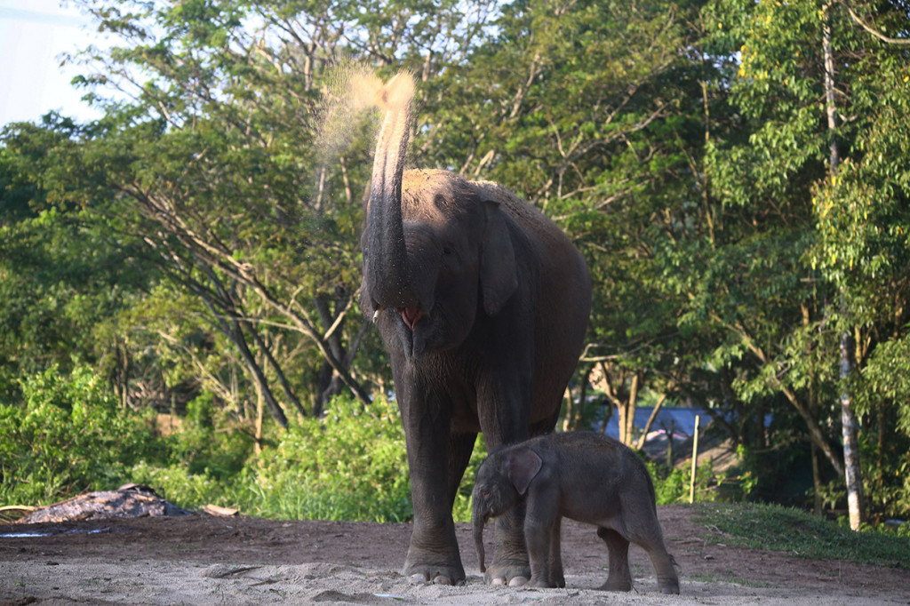 Saat ini, anak gajah dan indukannya masih dalam perawatan dokter hewan di Lembaga Konservasi Lembah Hijau. Ia berharap bayi gajah tumbuh dengan baik dan sehat.