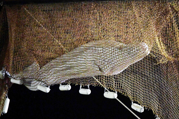 Paus beluga yang terdampar di sungai Seine di Prancis utara berhasil diangkat dari air pada Rabu, 10 Agustus 2022 pagi, dalam tahap pertama dari operasi penyelamatan yang rumit.